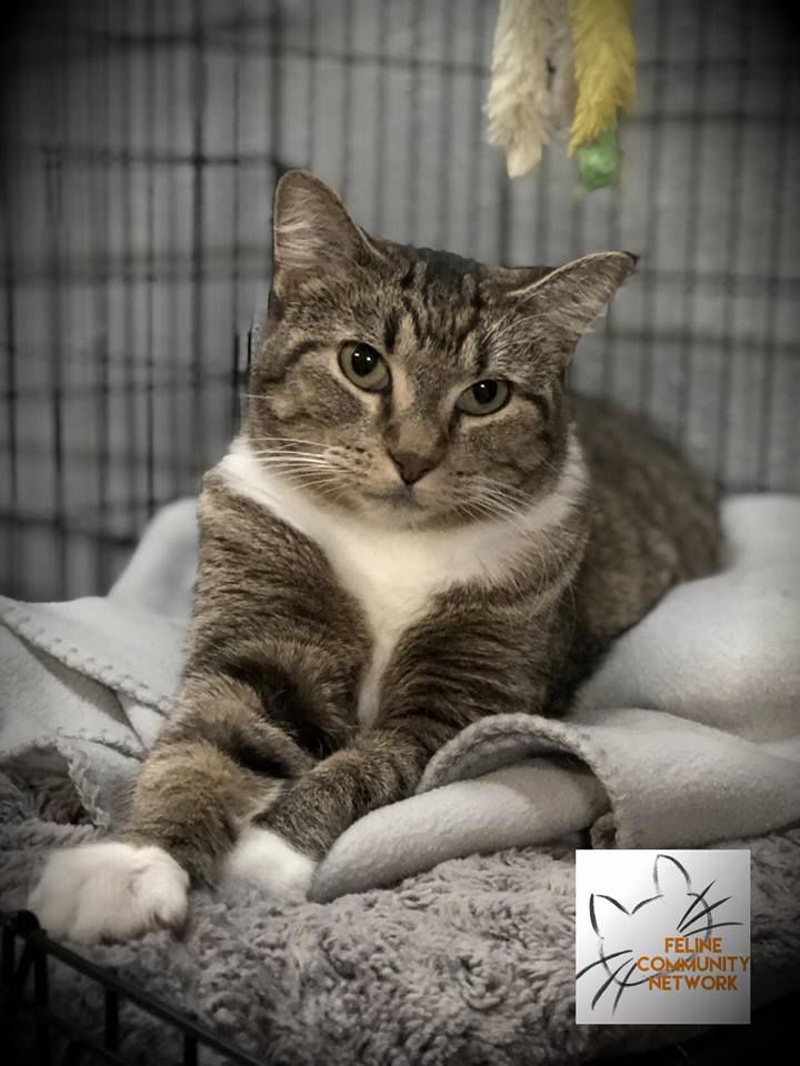 Nala